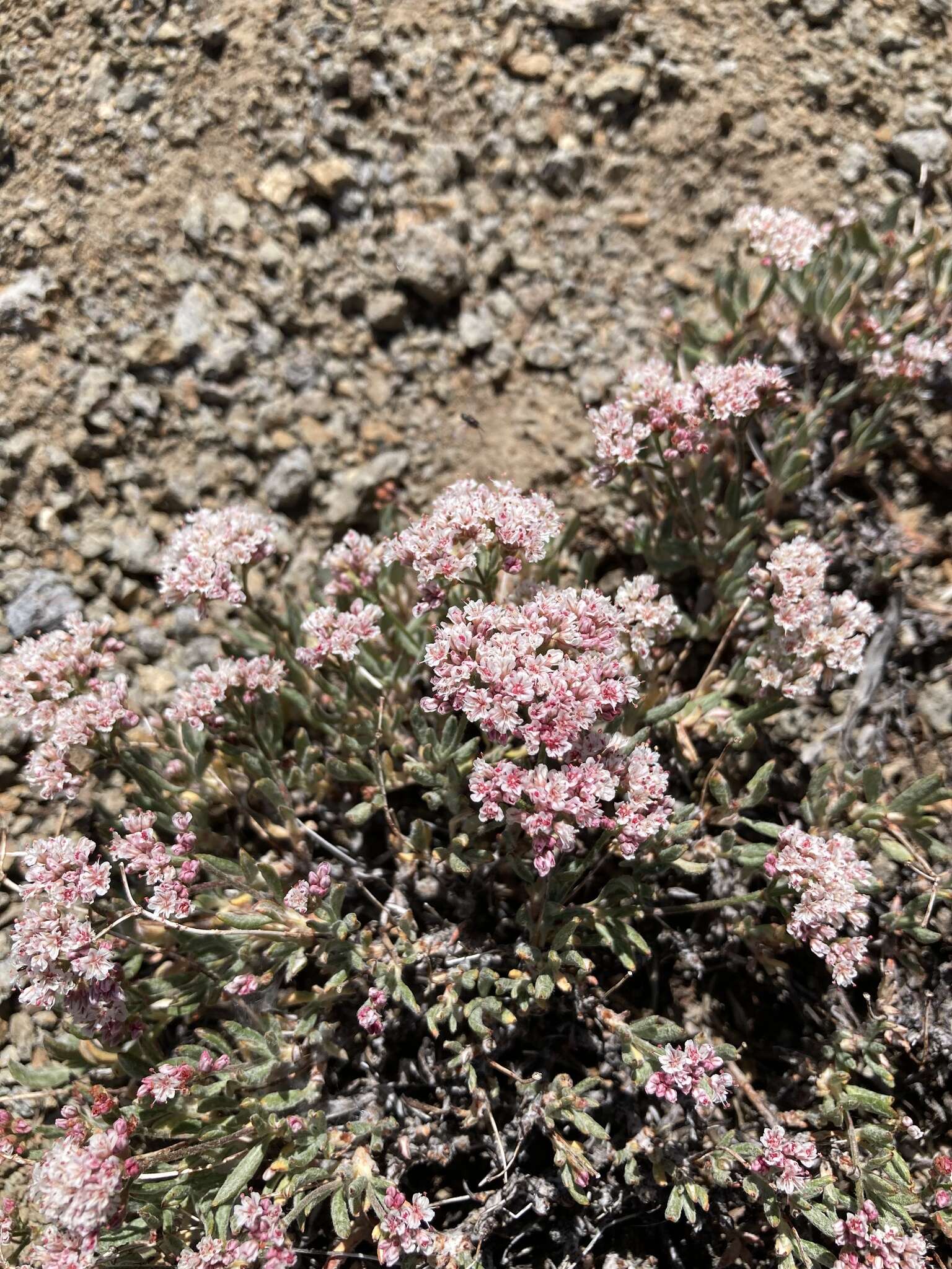 Image of Eriogonum microtheca var. alpinum Reveal