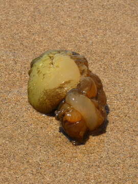 Image of banded sea hare