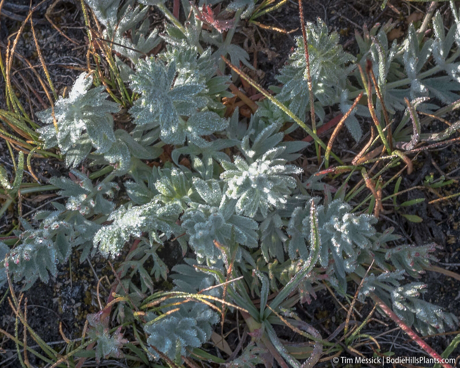 Слика од Potentilla drummondii subsp. breweri (S. Wats.) B. Ertter