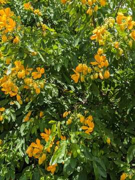 Senna macranthera (Collad.) H. S. Irwin & Barneby resmi