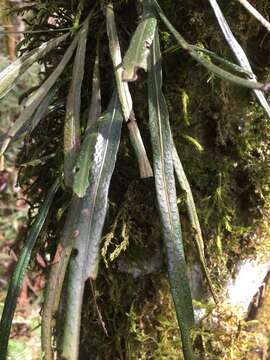 Image of Campyloneurum austrobrasilianum (Alston) Sota