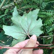 Image of Begonia austrotaiwanensis Y. K. Chen & C. I. Peng