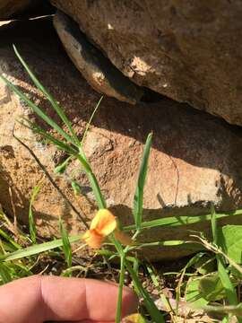 Image of Lathyrus hierosolymitanus Boiss.