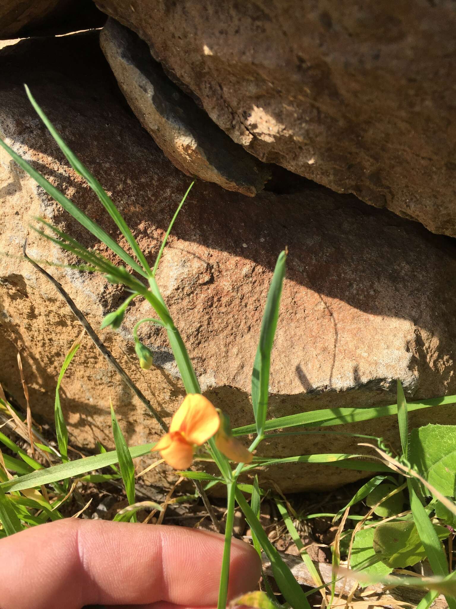 Imagem de Lathyrus hierosolymitanus Boiss.