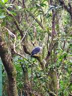 Image of White-necked Hawk