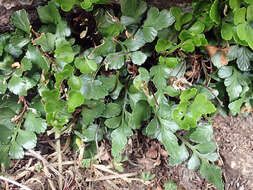 Image of Asplenium pauperequitum Brownsey & P. J. Jacks.