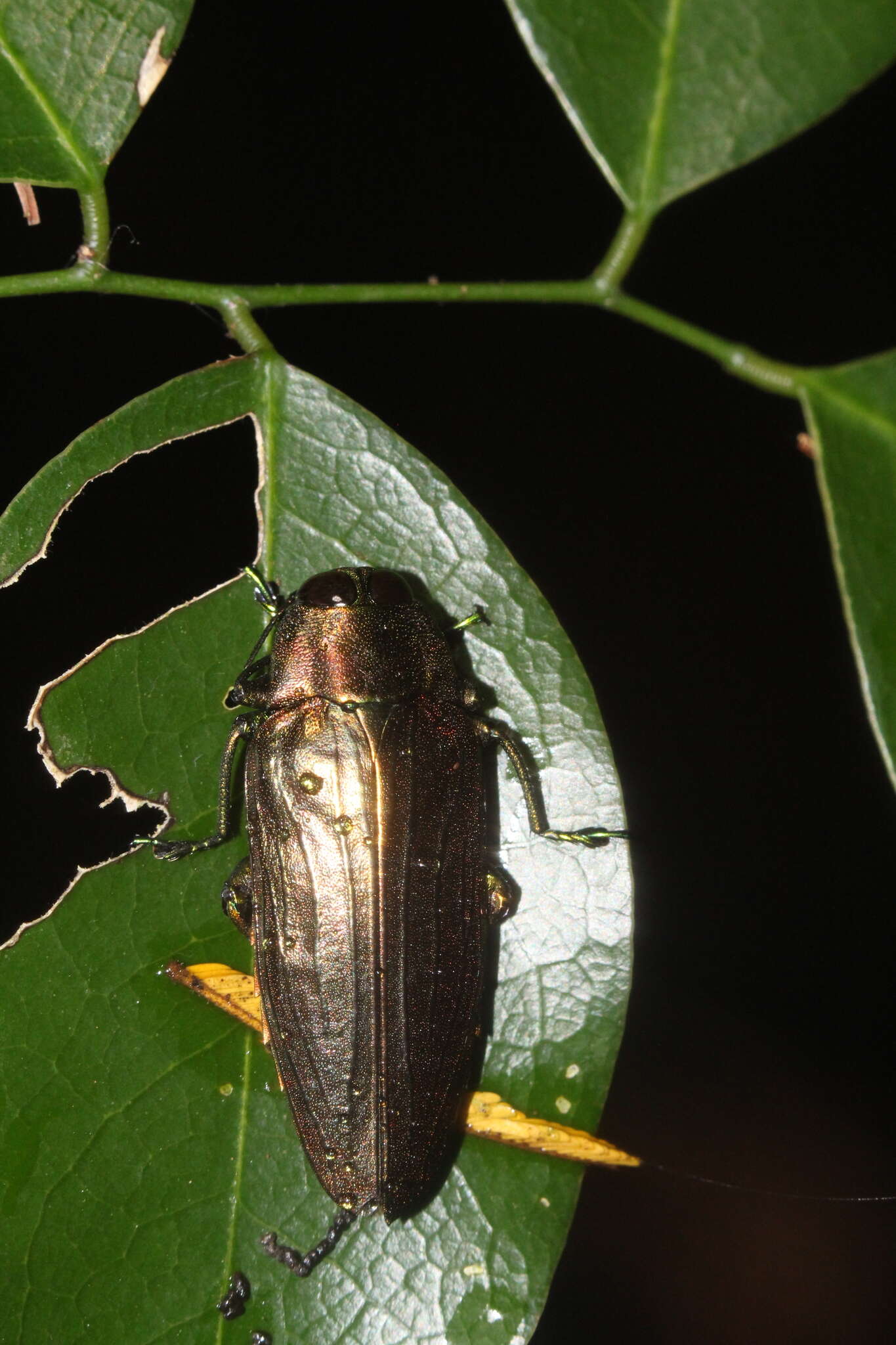 Image of Megactenodes westermanni (Gory & Laporte 1838)