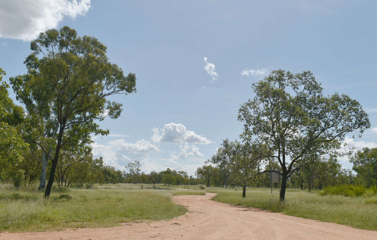 Imagem de Eucalyptus melanophloia subsp. melanophloia