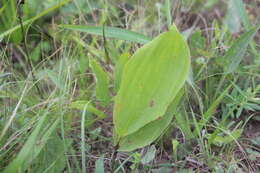 Image of Convallaria keiskei Miq.