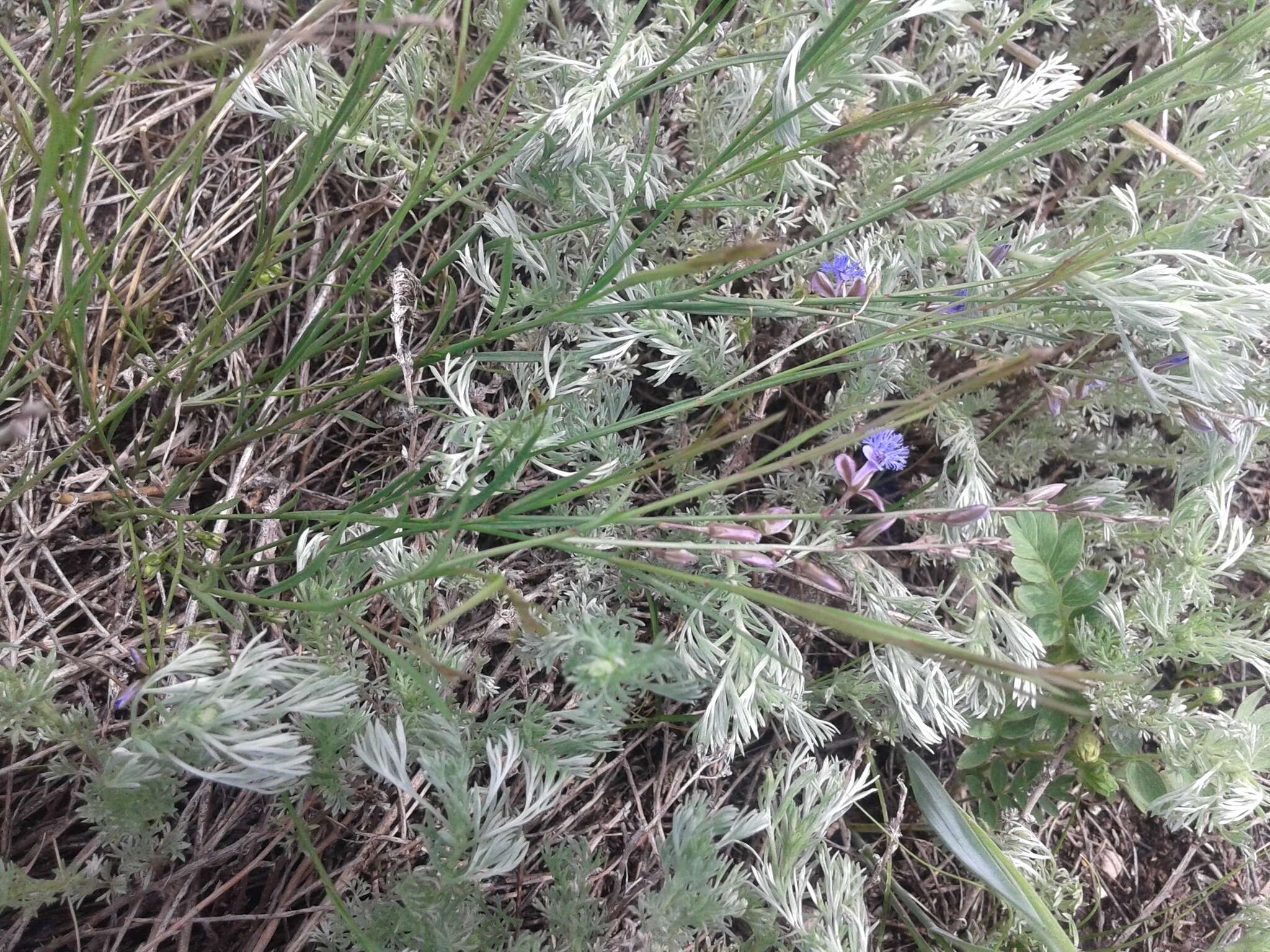 Image of Polygala tenuifolia Willd.