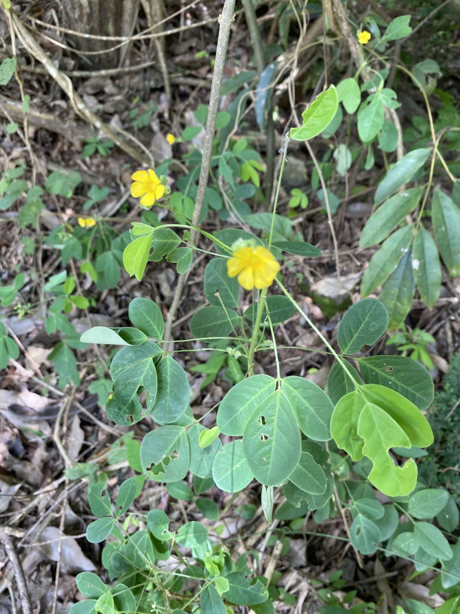 Imagem de Oxalis alstonii A. Lourteig