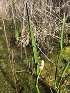 Image of Pontederia cordata var. lancifolia (Muhl.) Morong