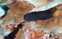 Image of Black Comb-tooth