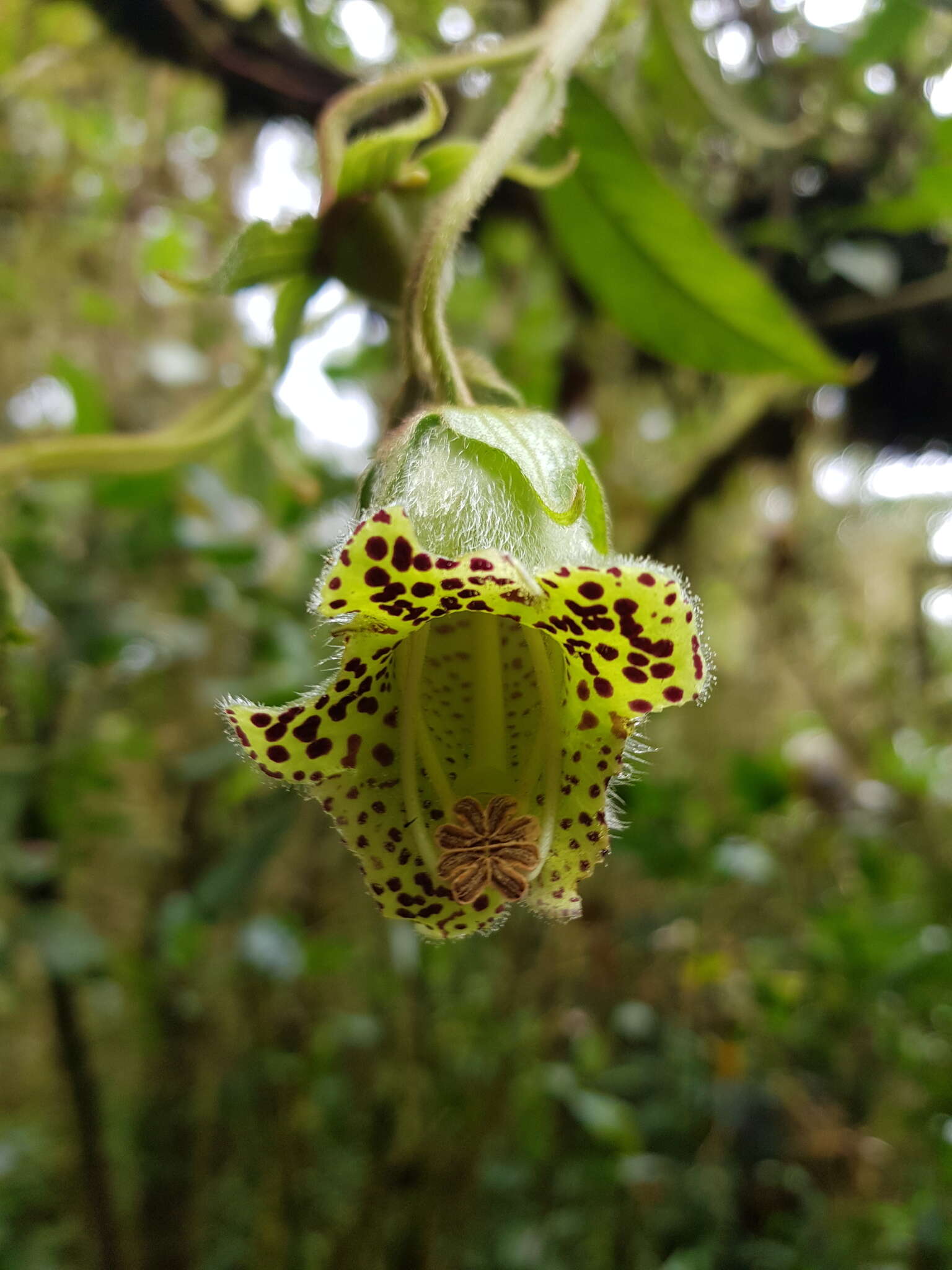 Sivun Kohleria tigridia (Ohlend.) Roalson & Boggan kuva