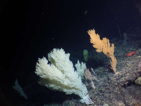 Image of Pacific red tree coral