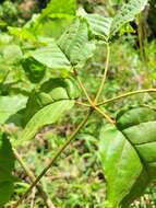 صورة Handroanthus cristatus (A. H. Gentry) S. O. Grose