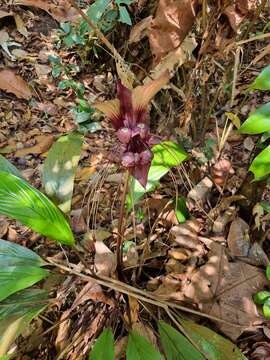 Image of Tacca integrifolia Ker Gawl.