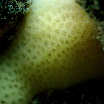 Image of giant sponge