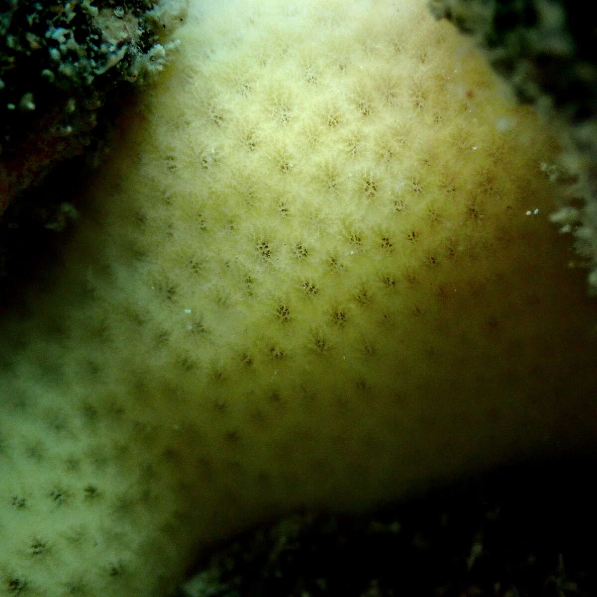 Image of giant sponge