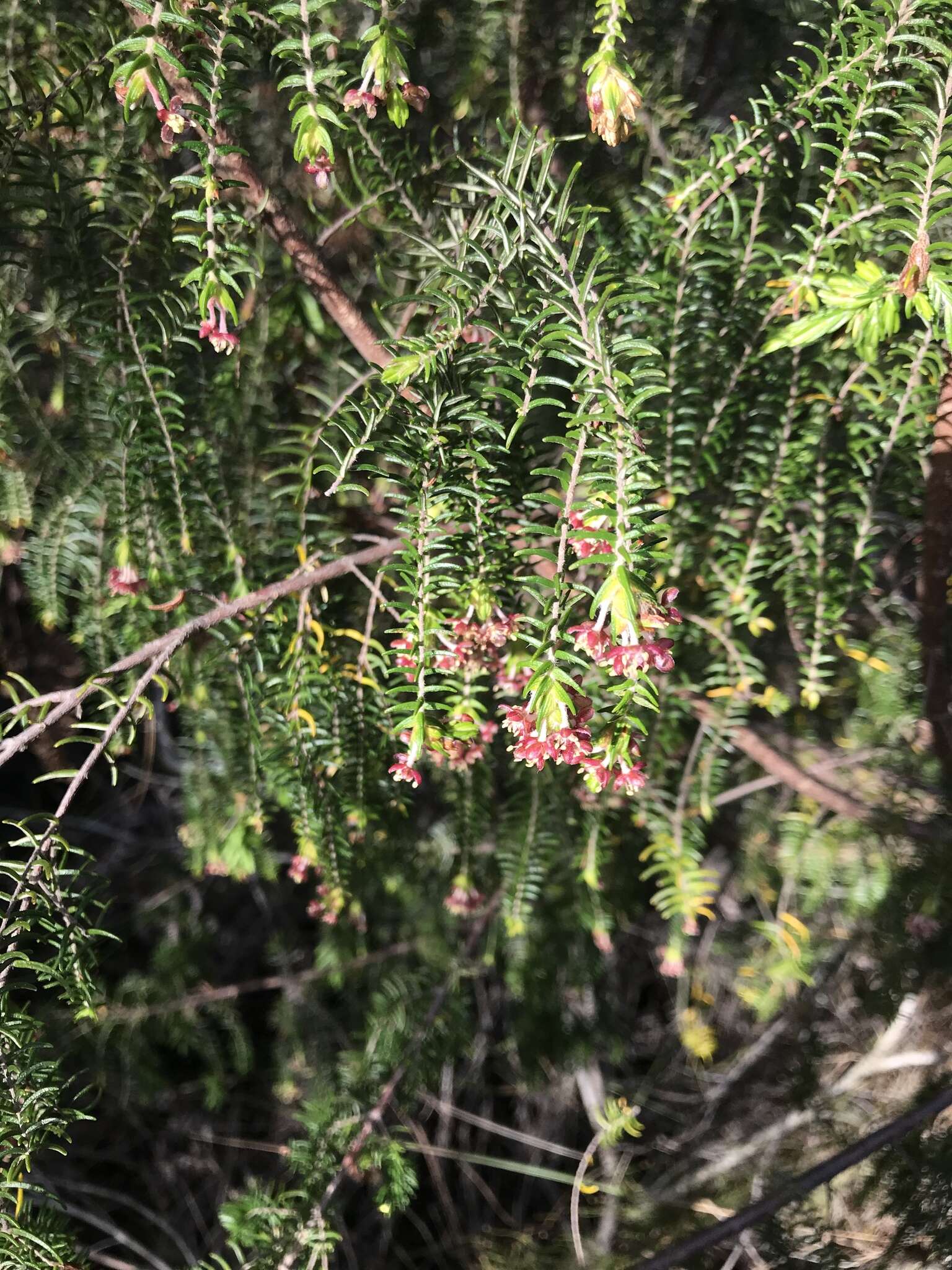 Image of Passerina falcifolia C. H. Wright