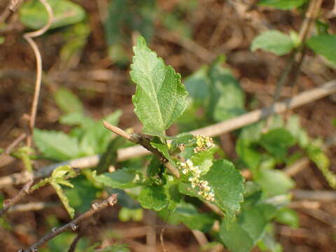 Image de Acalypha glabrata Thunb.