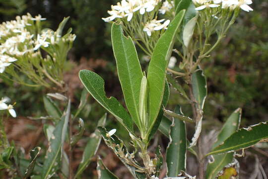 Image of viscid daisybush