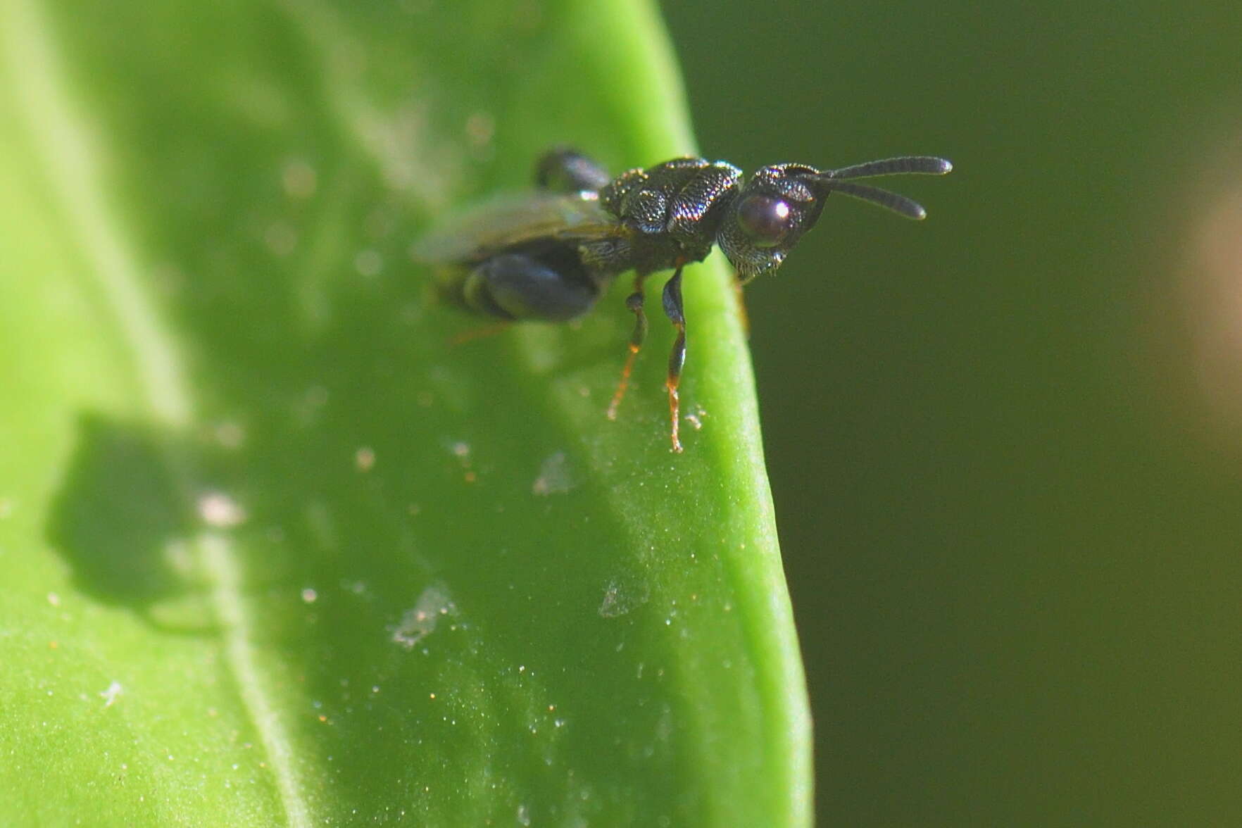 Image of Dirhinus hesperidum (Rossi 1790)