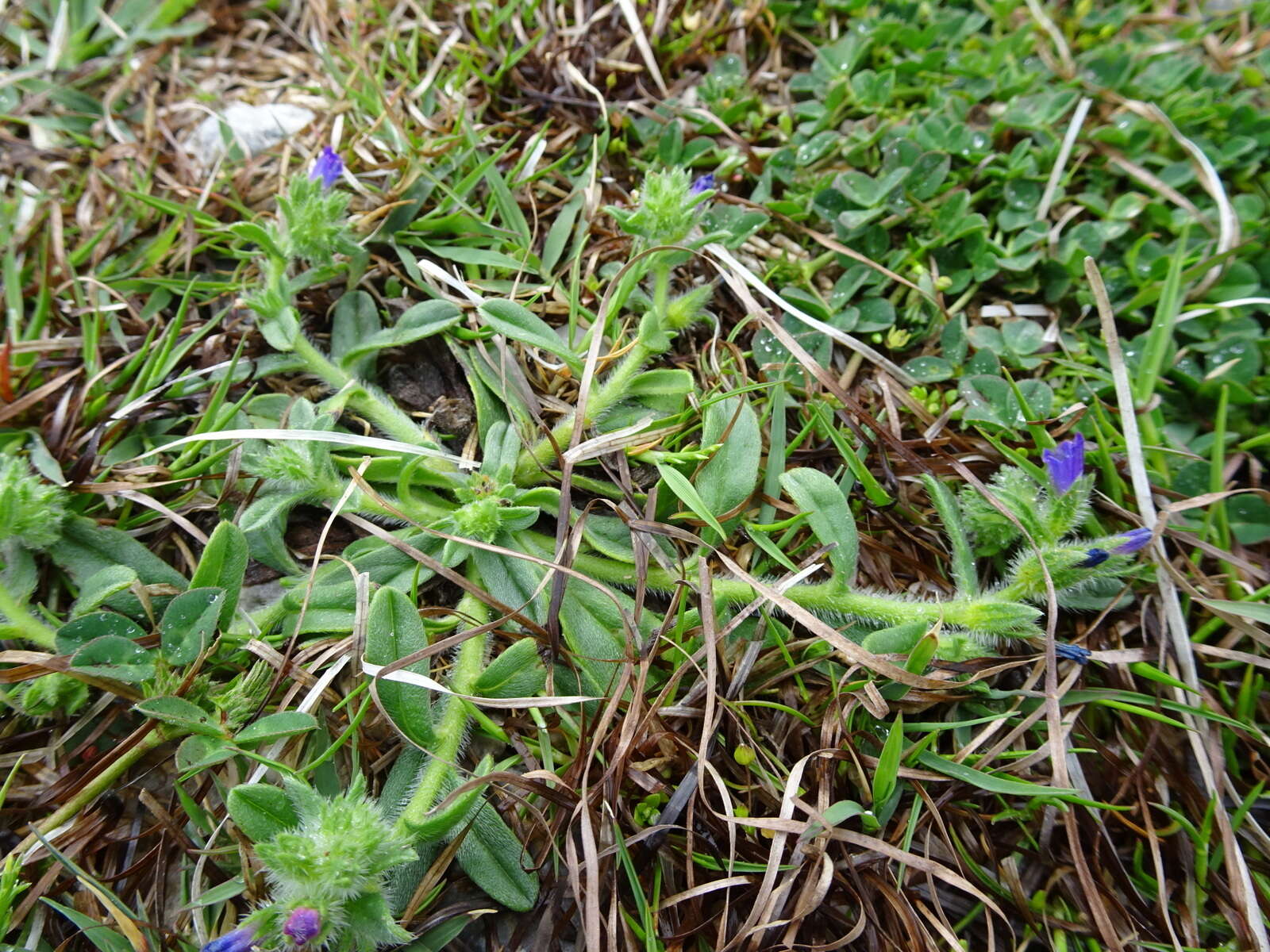 Echium arenarium Guss.的圖片