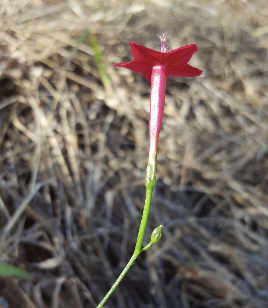 Image of Cypress Vine