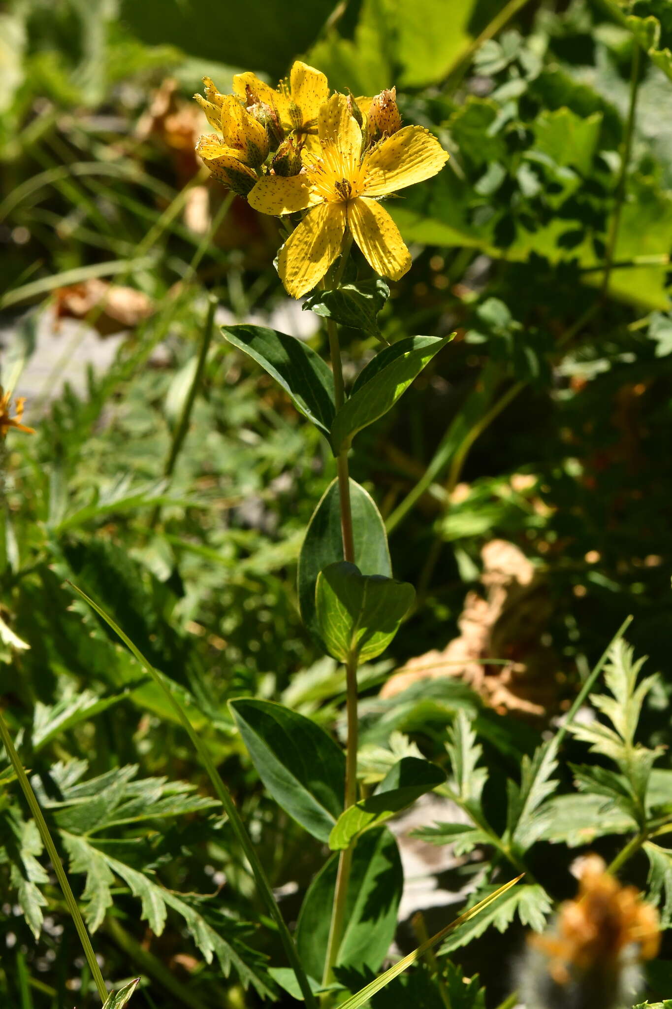 Image of Hypericum richeri subsp. richeri