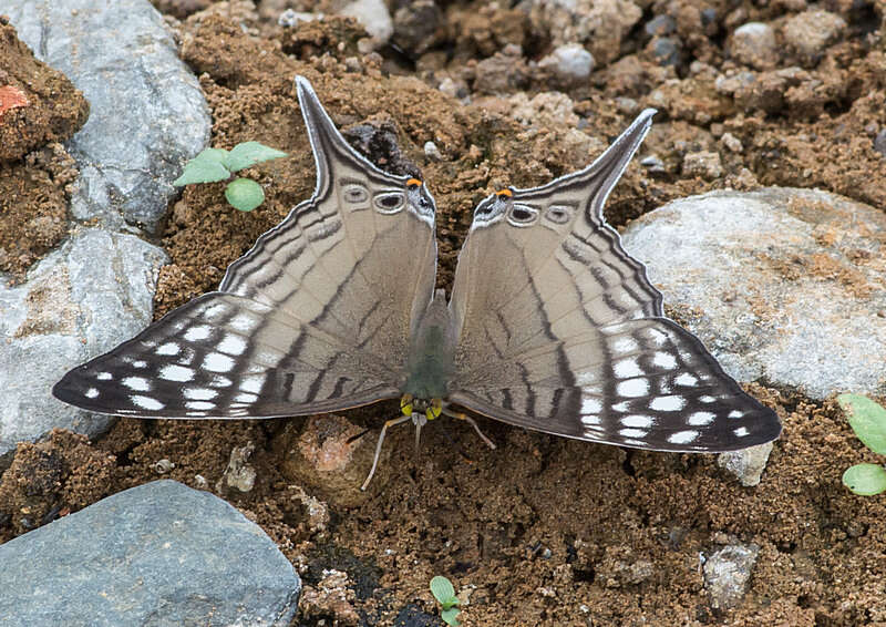 Image of Dappled Daggerwing