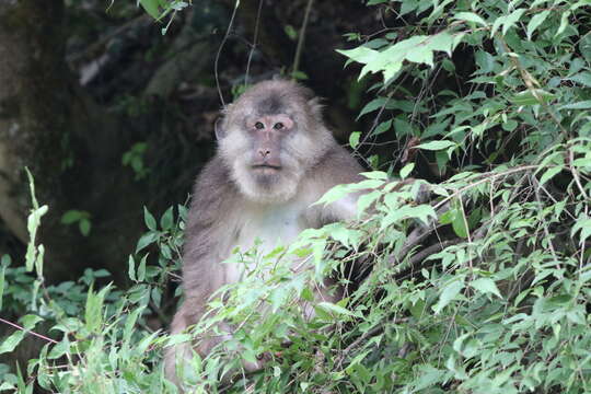 Image of Milne-Edwards’s Macaque