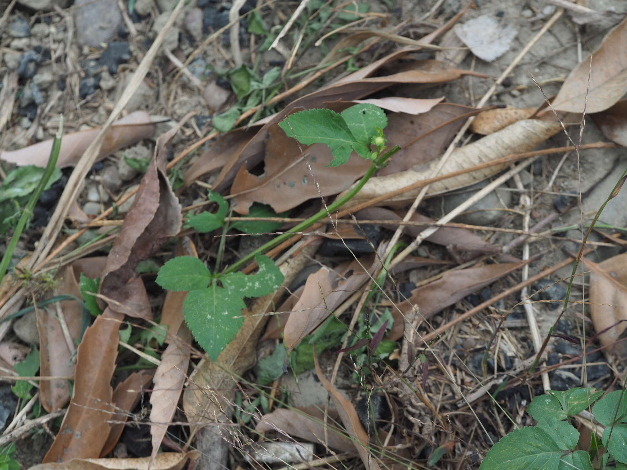 Image of Trailing Crab Grass