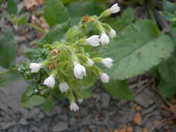 Image of Symphytum tauricum Willd.