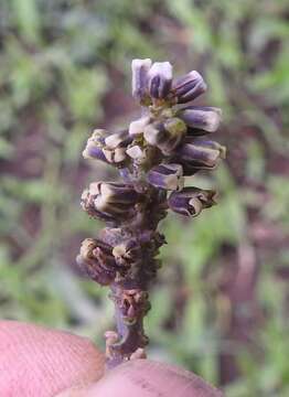 Imagem de Drimiopsis burkei subsp. burkei