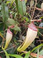 Image of Pitcher plant