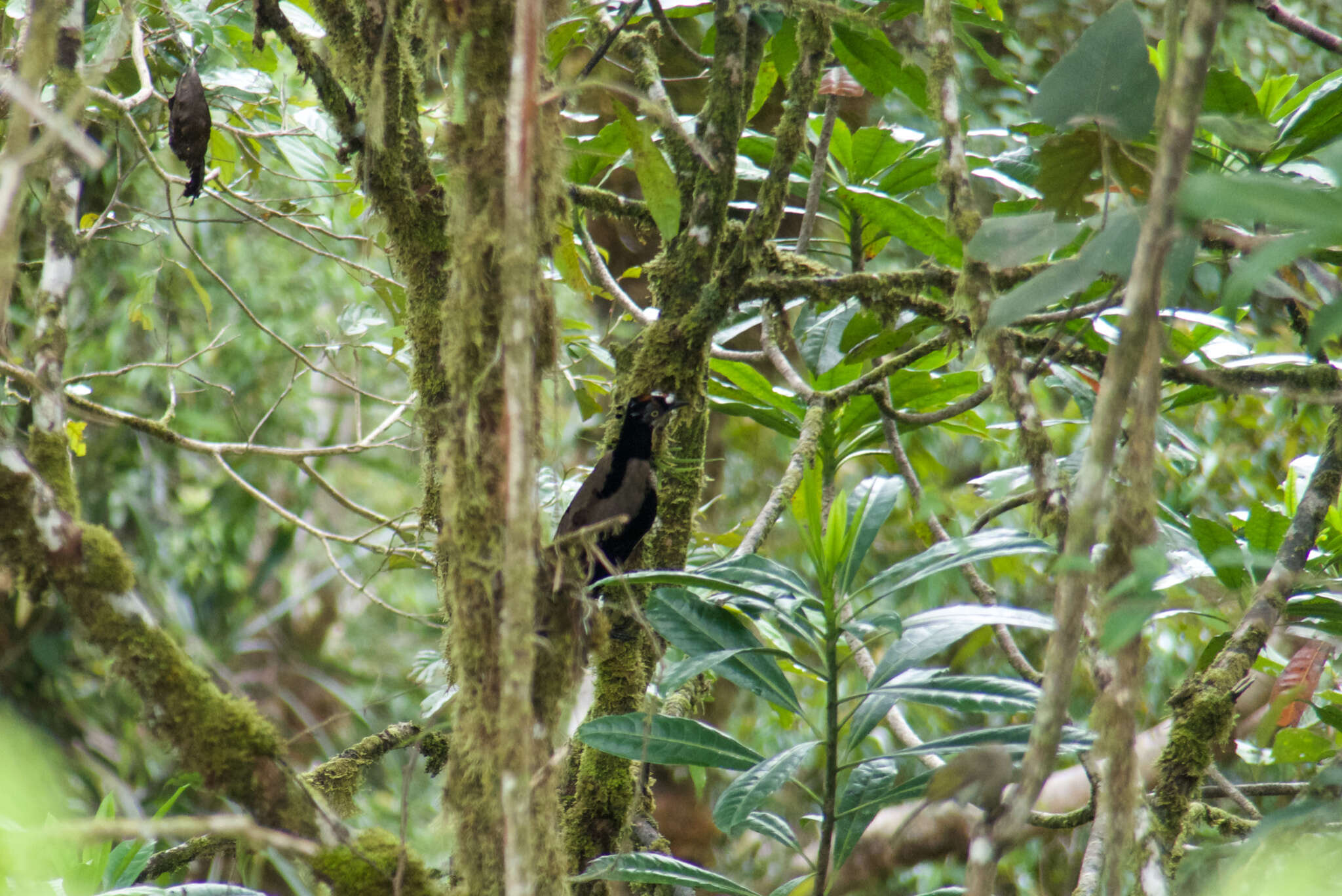 Image of Parotia Vieillot 1816