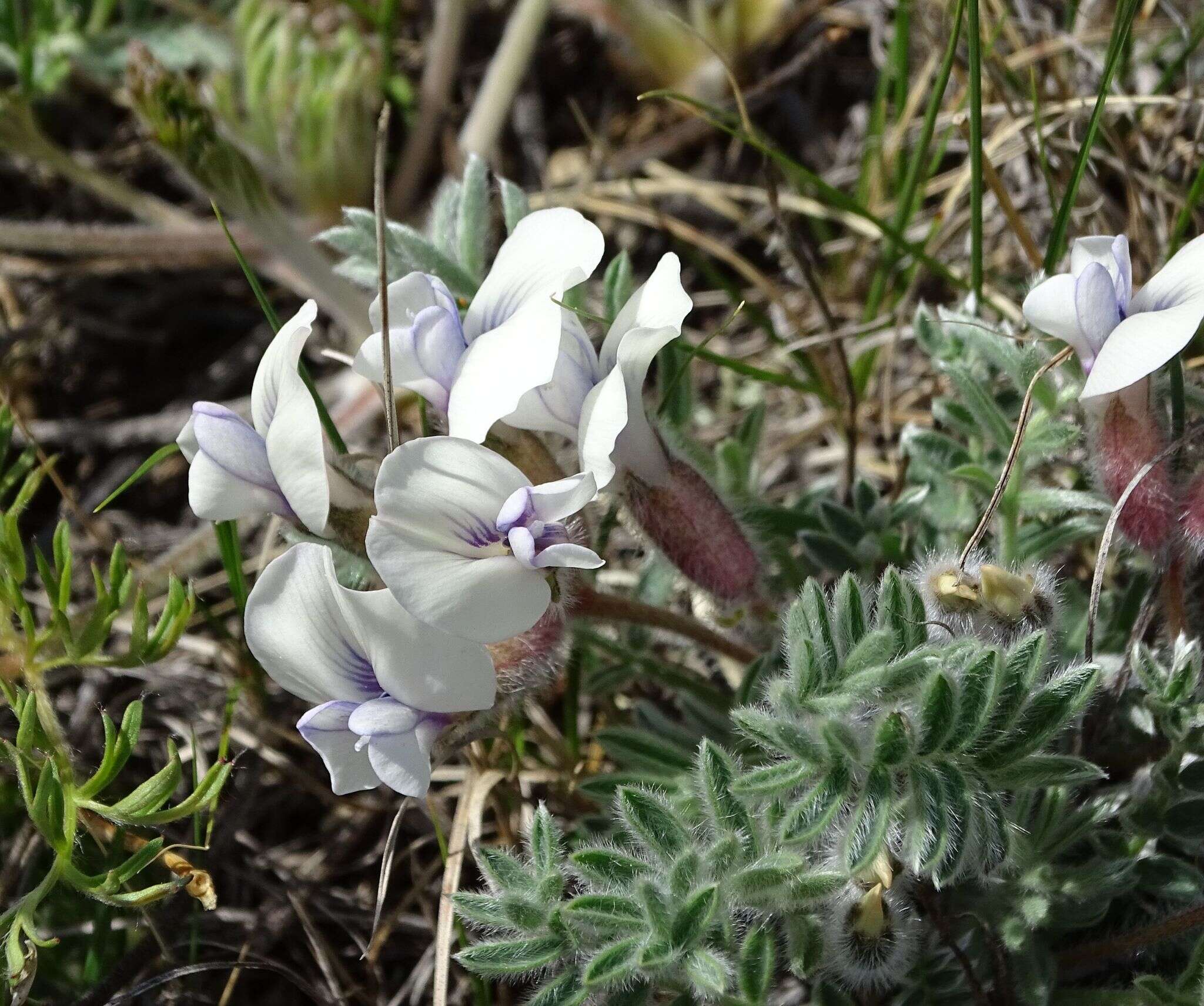 Image de Oxytropis ampullata (Pall.) Pers.