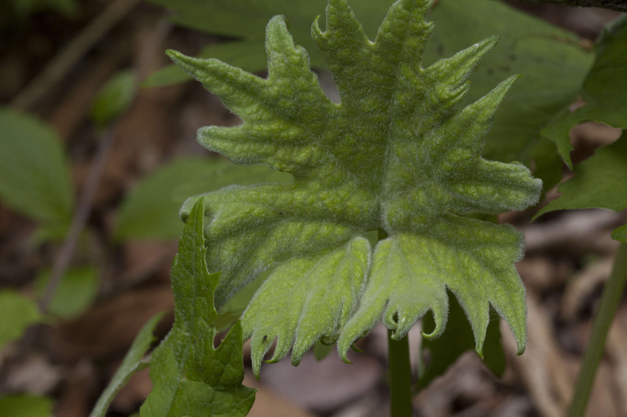 Слика од Petasites tatewakianus Kitam.