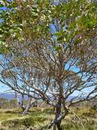 Image of Eucalyptus pauciflora subsp. debeuzevillei (Maiden) L. A. S. Johnson & Blaxell