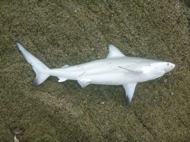 Image of Spottail Shark