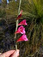 Imagem de Gladiolus caryophyllaceus (Burm. fil.) Poir.