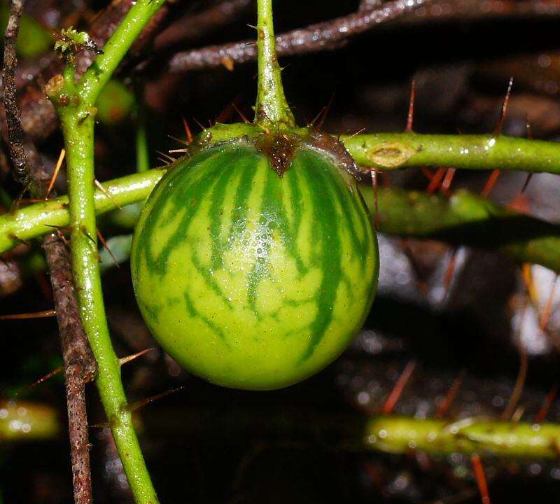 Image of Solanum prinophyllum Dun.