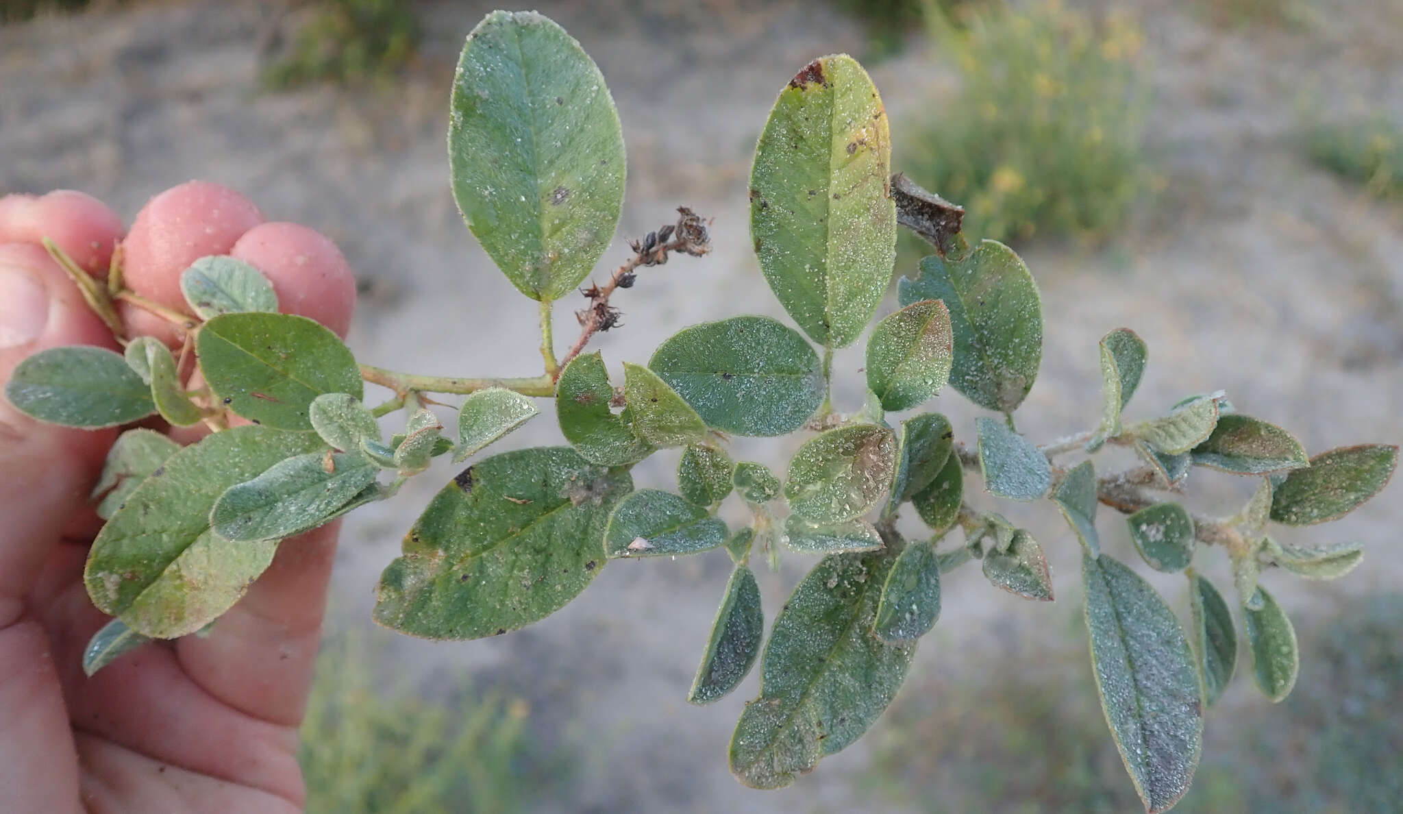 Image of Indigofera flavicans Baker