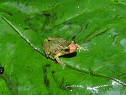 Image of Pristimantis petersi (Lynch & Duellman 1980)