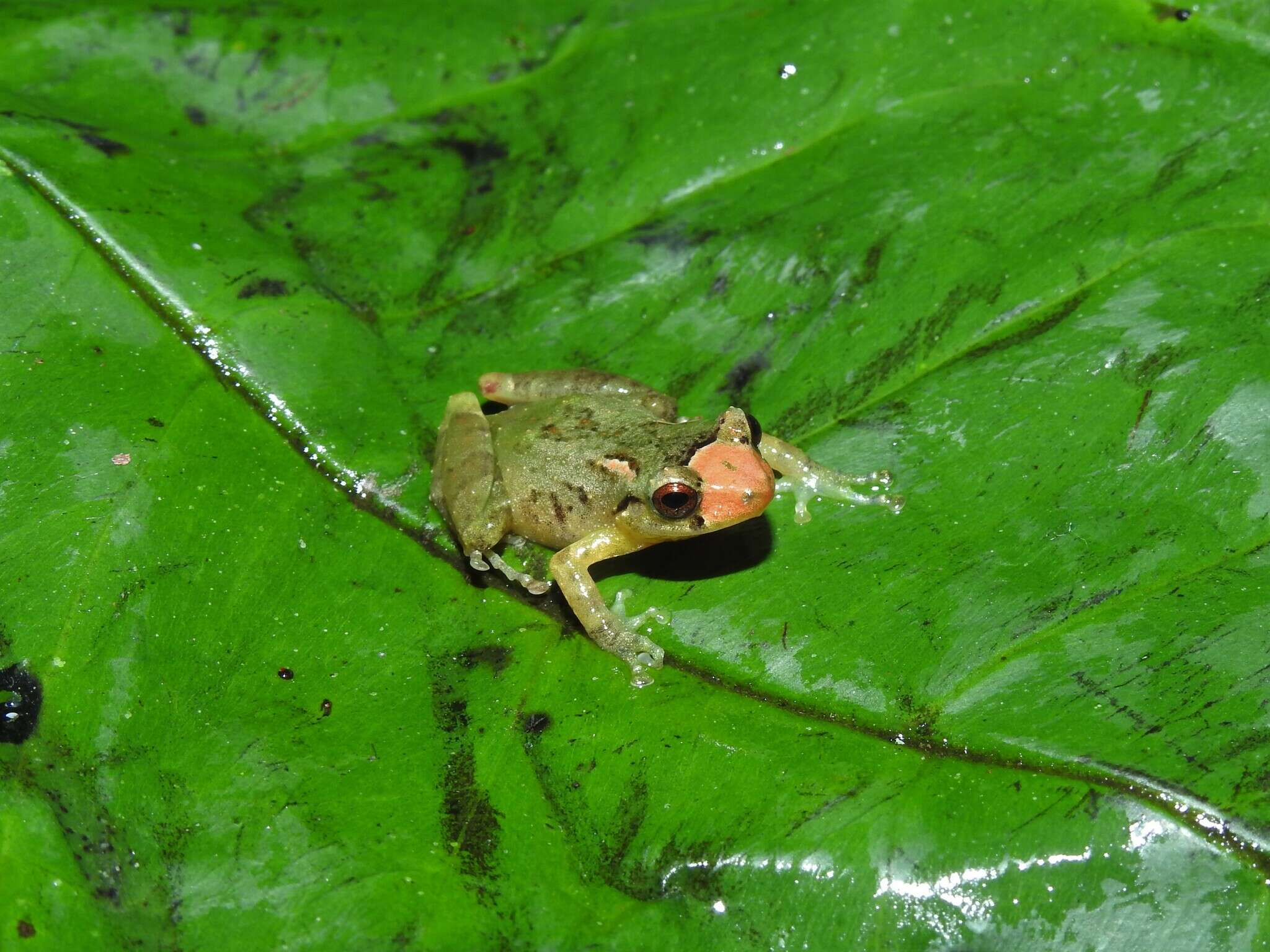 Image of Pristimantis petersi (Lynch & Duellman 1980)