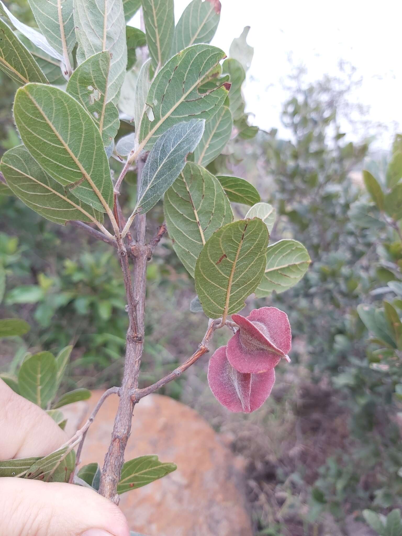 Sivun Combretum moggii Exell kuva