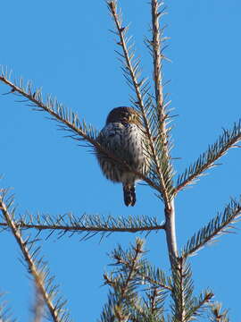 Image of Mountain Pygmy Owl