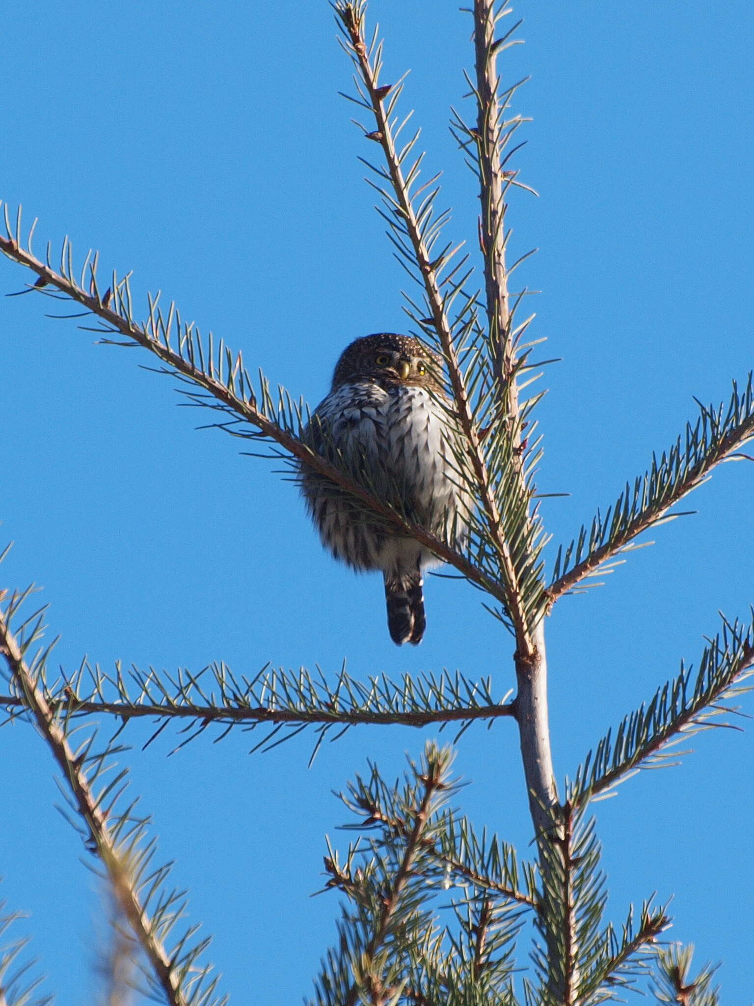 Plancia ëd Glaucidium gnoma Wagler 1832