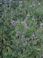 Plancia ëd Cirsium creticum subsp. triumfetti (Lacaita) Werner